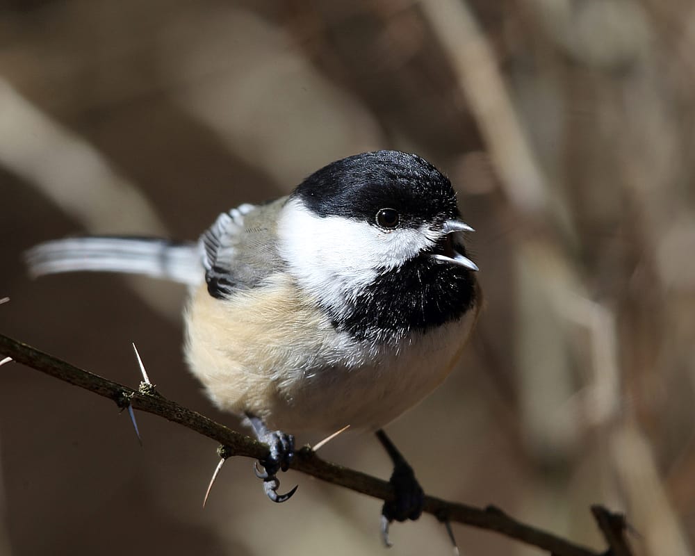 Black-capped Chickadee perched on a branch to demonstrate what the bird looks like. 
