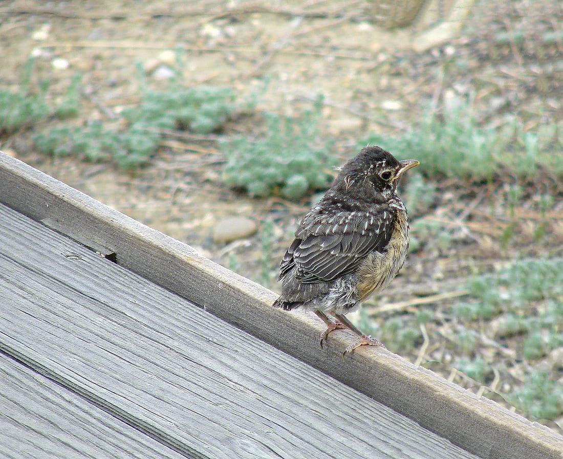 Photo demonstrates what a robin fledgling just out of the nest looks like.