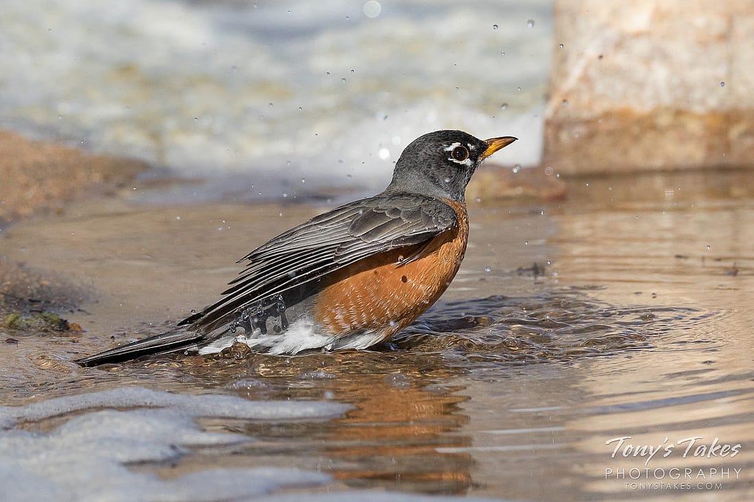 This photo shows an American Robin bathing in shallow water.